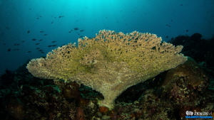 Table Coral
Canon Powershot S100 
Fisheye Fix S100 Hous... by Irwin Ang 